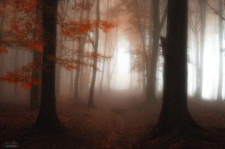 تصاویر زیبای پاییزی از جنگل‌های رویایی جمهوری چک